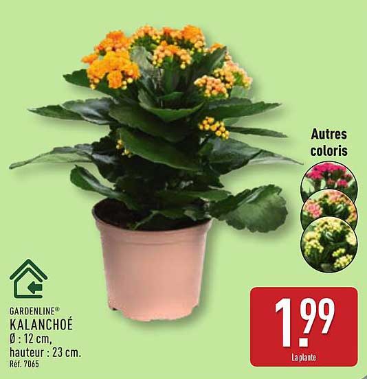 GARDENLINE KALANCHOÉ