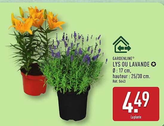 GARDENLINE® LYS OU LAVANDE