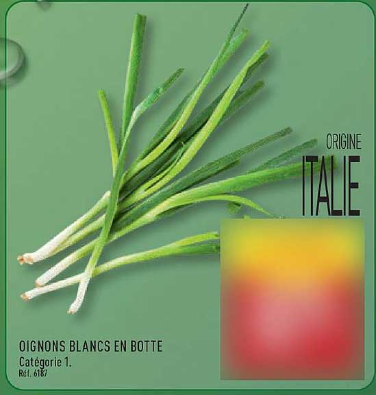 OIGNONS BLANCS EN BOTTE