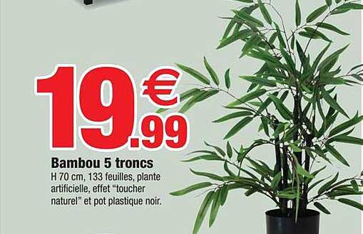 bambou 5 troncs