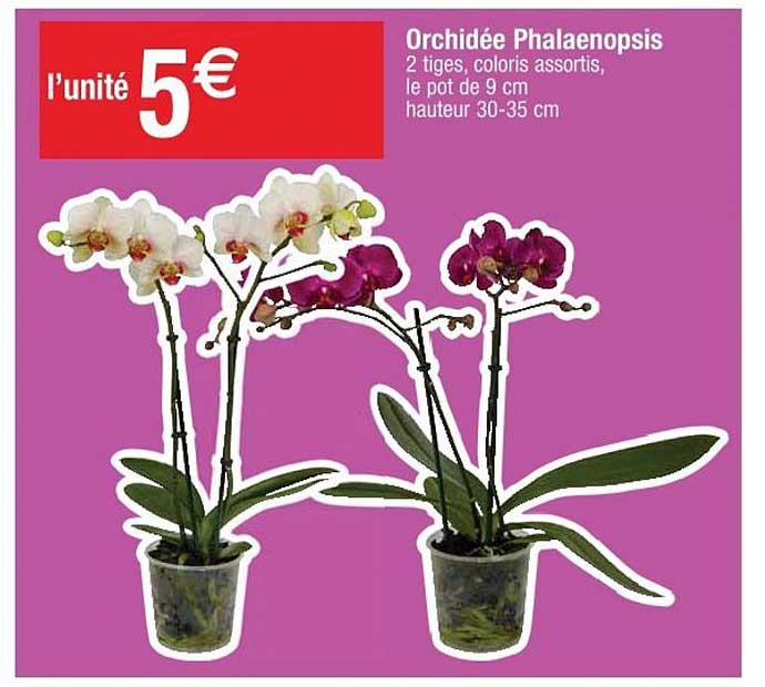 Orchidée Phalaenopsis