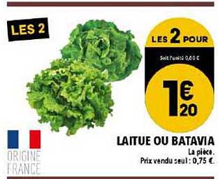 Laitue Ou Batavia