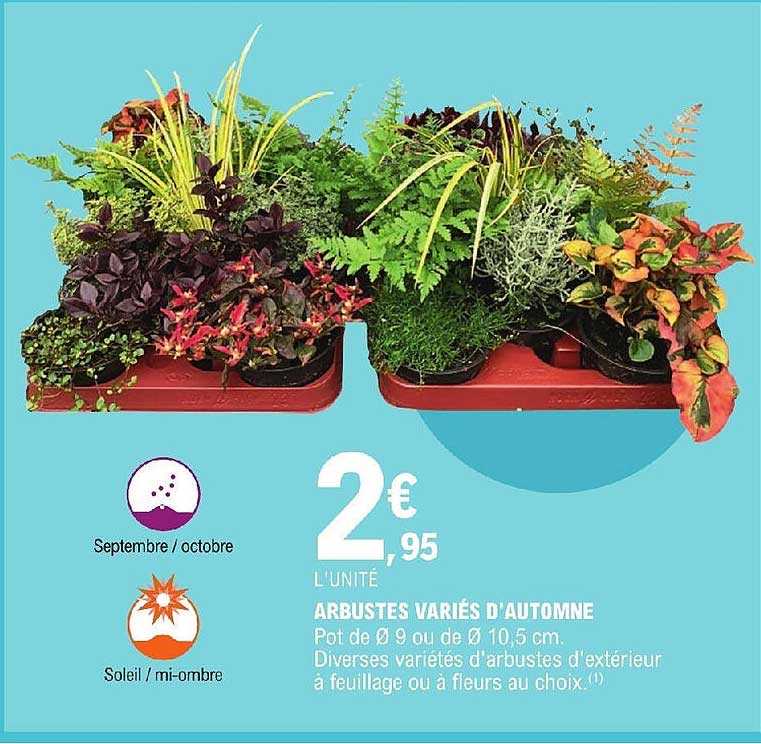 arbustes variés d'automne