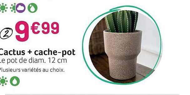 cactus + cache-pot
