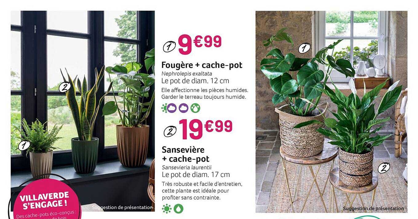 fougère + cache-pot, sansevière + cache-pot