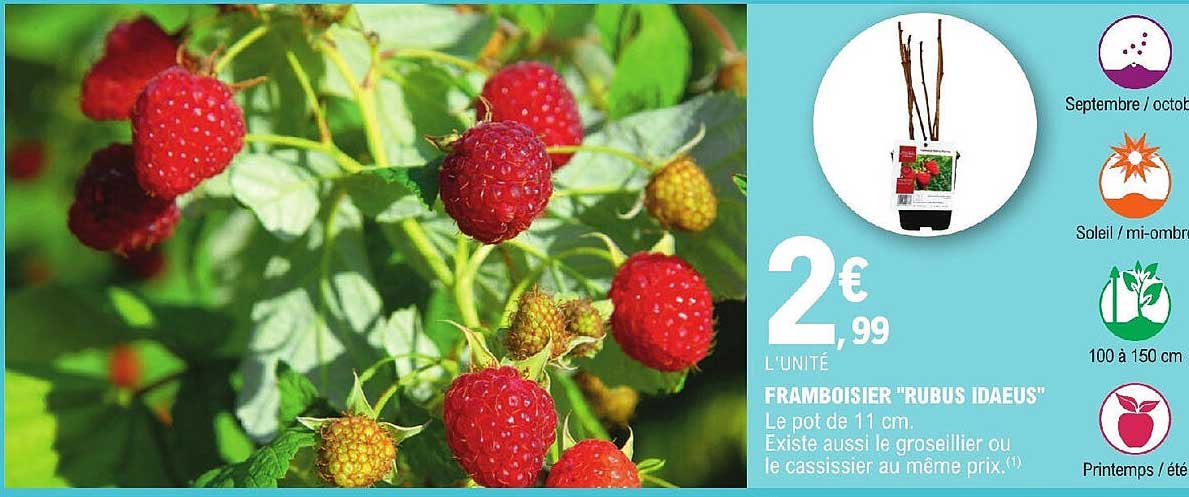 framboisier "rubus idaeus"