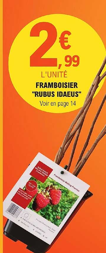 framboisier "rubus idaeus"