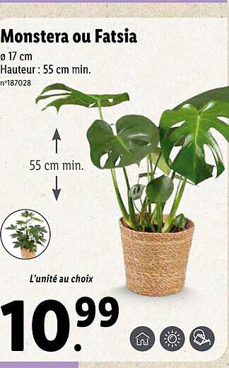 Promo Monstera Ou Fatsia chez Lidl - iCatalogue.fr