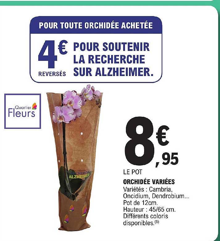 orchidée variées