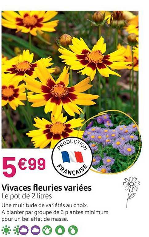vivaces fleuries variées