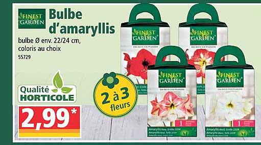 bulbe d'amaryllis finest garden