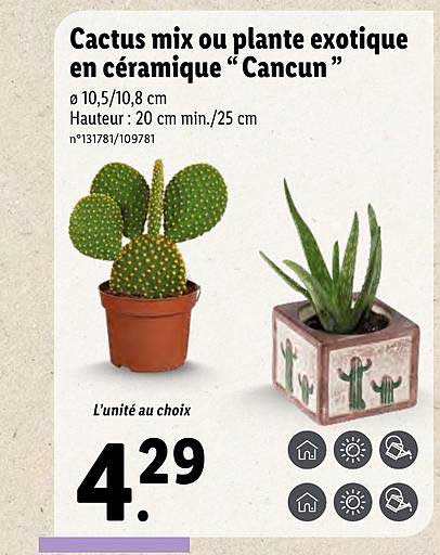 cactus mix ou plante exotique en céramique "cancun"