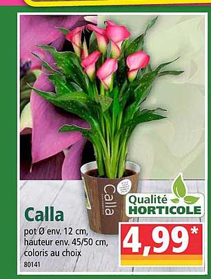 Calla