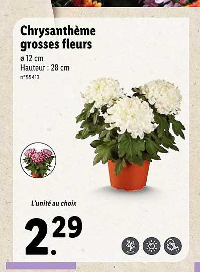 chrysanthème grosses fleurs