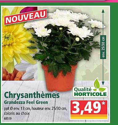 chrysanthèmes grandezza feel green