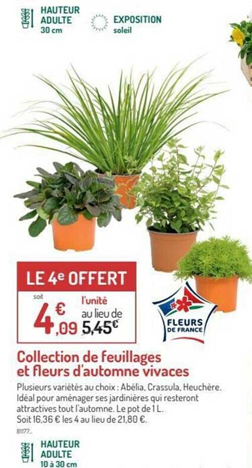 collection de feuillages et fleurs d'automne vivaces