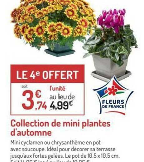 collection de mini plantes d'automne