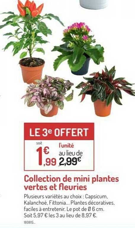collection de mini plantes vertes et fleuries