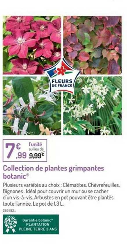 collection de plantes grimpante botanic®