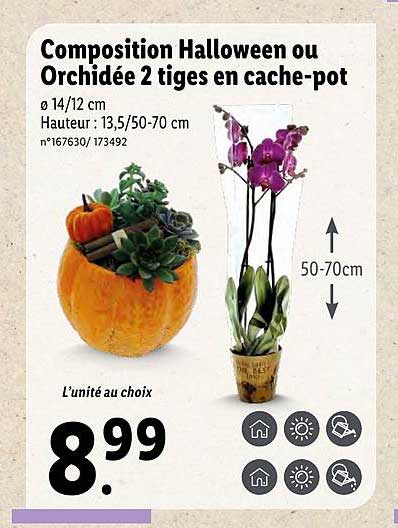 composition halloween ou orchidée 2 tiges en cache-pot
