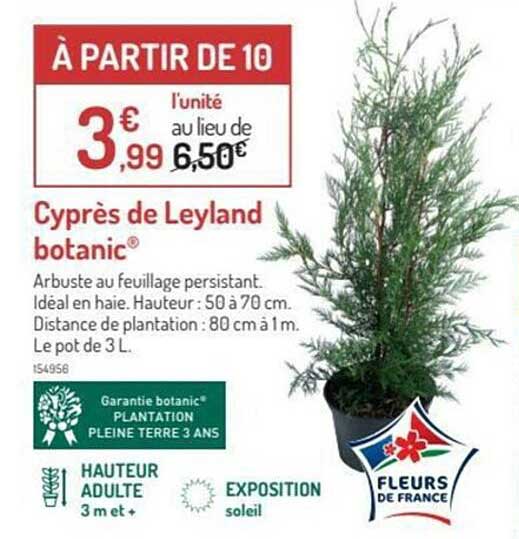 cyprès de leyland botanic®