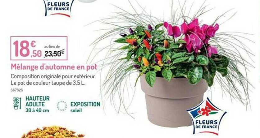 mélange d'automne en pot