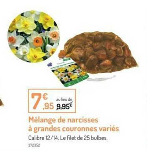 mélange de narcisses à grandes couronnes variés