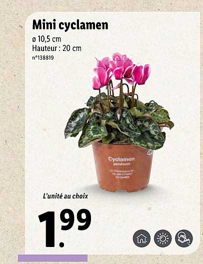 Mini Cyclamen