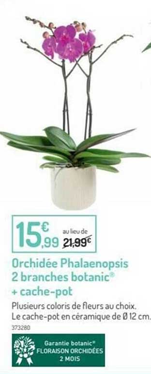 orchidée phalaenopsis 2 branches botanic® + cache-pot