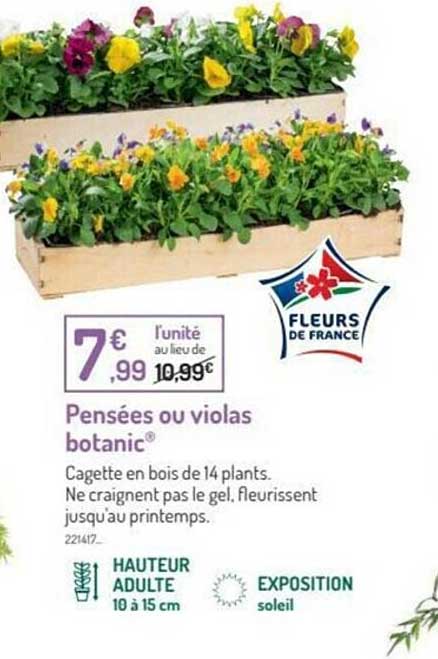 Pensées Ou Violas Botanic®