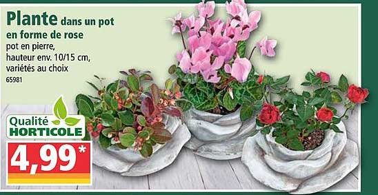 plante dans un pot en forme de rose