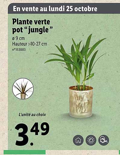 Plante Verte Pot "jungle"