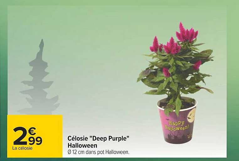 célosie "deep purple"