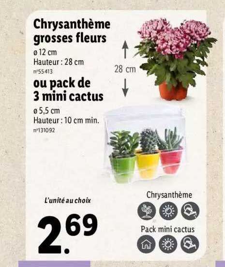 chrysanthème grosses fleurs ou pack de 3 mini cactus