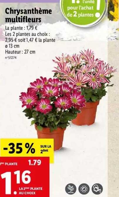 Chrysanthème Multi Fleurs