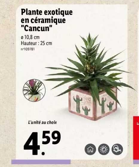 plantes exotique en céramique "cancun"
