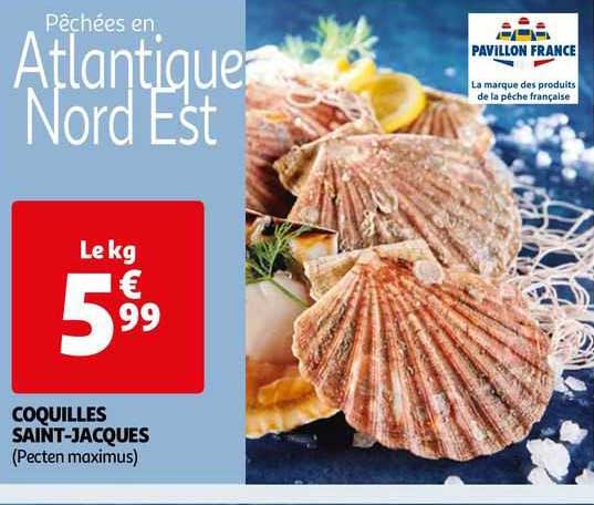 coquilles saint-jacques