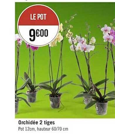 Orchidée 2 Tiges