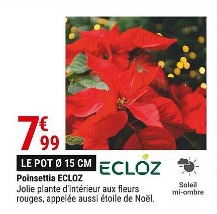 Poinsettia Ecloz