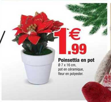 poinsettia en pot