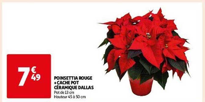 poinsettia rouge + cache pot céramique dallas