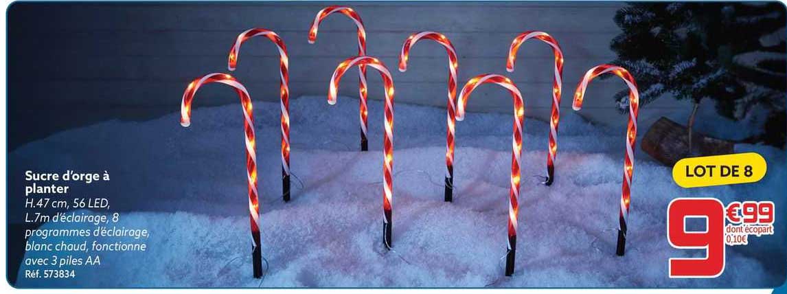 sucre d'orge à planter