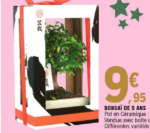 Bonsaï De 5 Ans