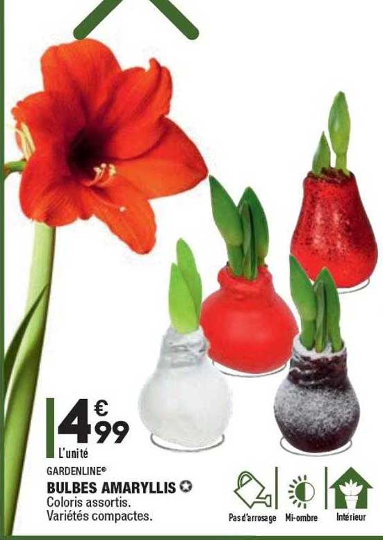 bulbes amaryllis gardenline