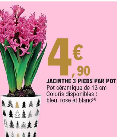 jacinthe 3 pieds par pot