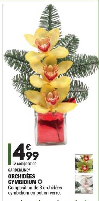 Orchidées Cymbidium Gardenline