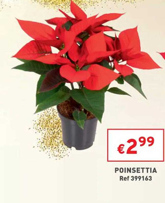 poinsettia