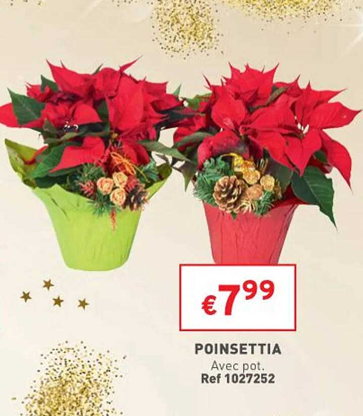 poinsettia