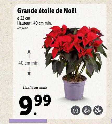 Grande étoile De Noël