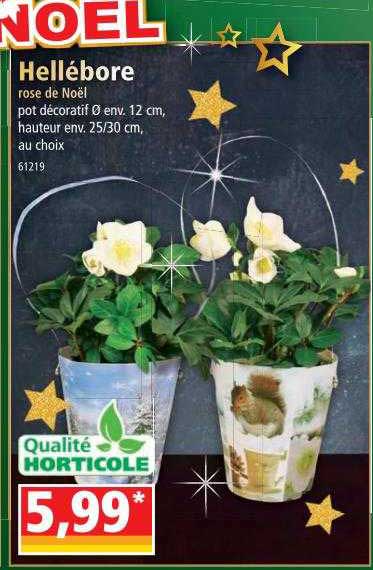hellébore rose de noël